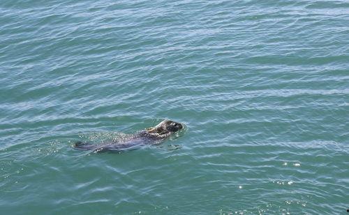 胖头鱼被爆料视频播放,揭秘网络爆红背后的秘密